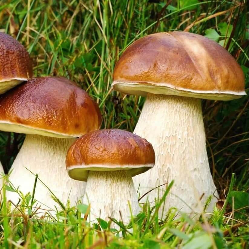 Porcini Mushroom Seeds