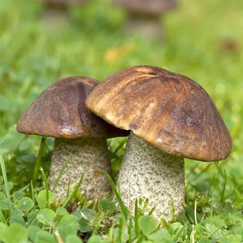 Porcini Mushroom Seeds