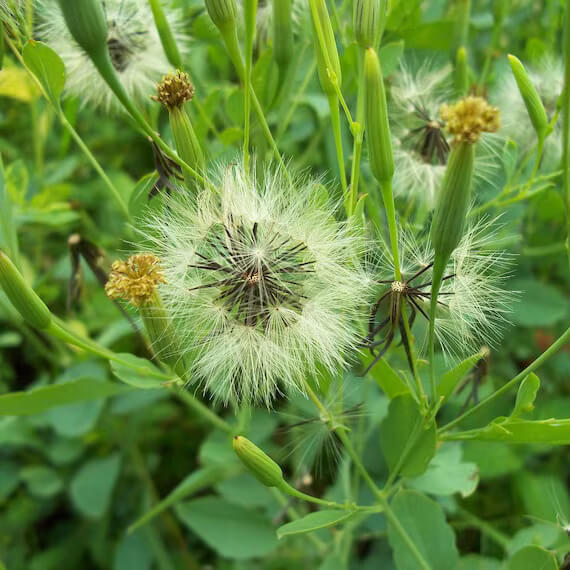 Porophyllum Ruderale Papalo Seeds - Herbal Plant