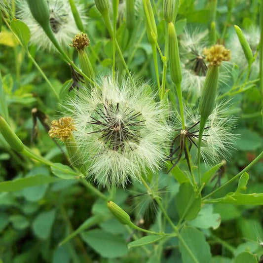 Porophyllum Ruderale Papalo Seeds - Herbal Plant