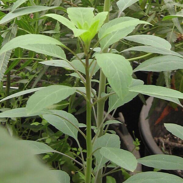 Porophyllum Ruderale Papalo Seeds - Herbal Plant