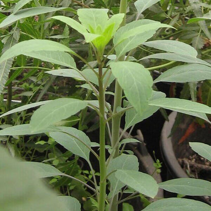 Porophyllum Ruderale Papalo Seeds - Herbal Plant