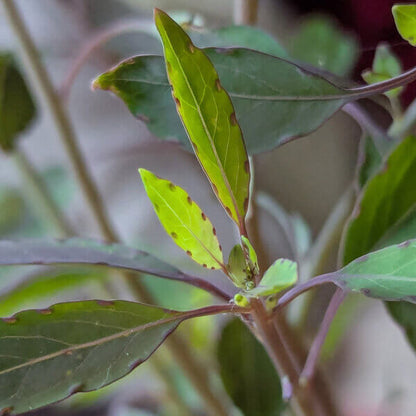 Porophyllum Ruderale Papalo Seeds - Herbal Plant