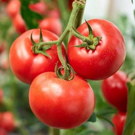 Porter Tomato Seeds