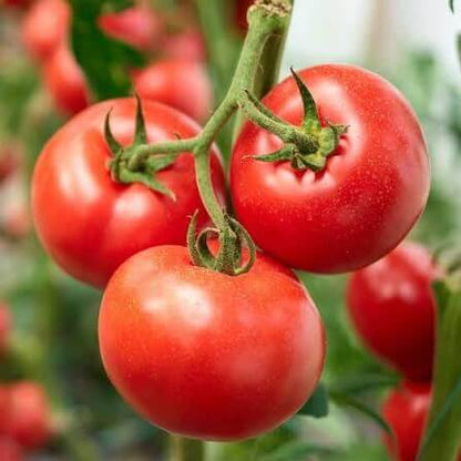 Porter Tomato Seeds