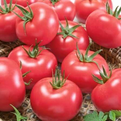 Porter Tomato Seeds
