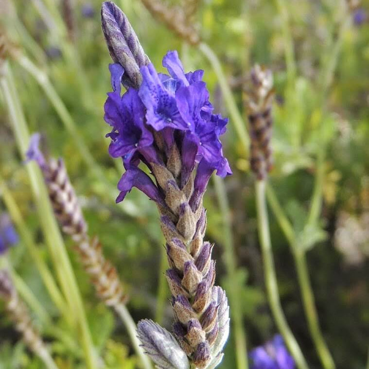 Portuguese Lavender Seeds - Heirloom Flower Plant for Home Gardens