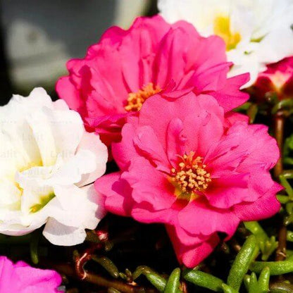 Portulaca Grandiflora Seeds