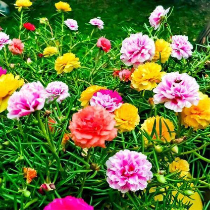 Portulaca Grandiflora Seeds