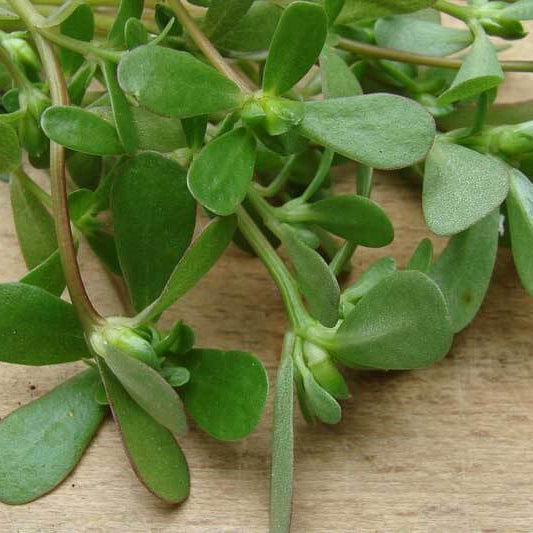 Portulaca Oleracea Seeds