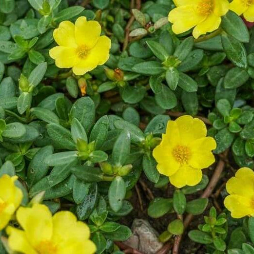 Portulaca Oleracea Seeds