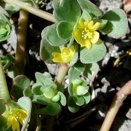Portulaca Oleracea Seeds