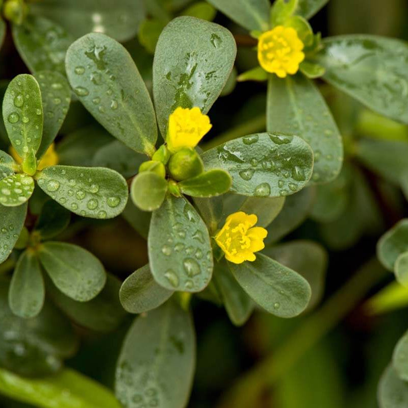 Portulaca Oleracea Seeds