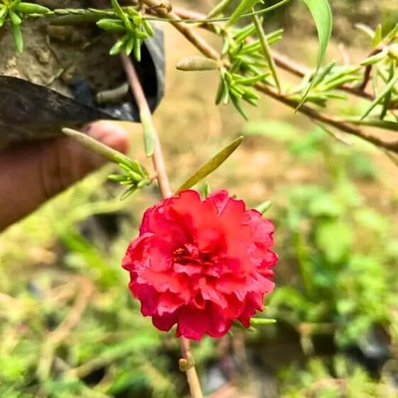 Portulaca Red Seeds