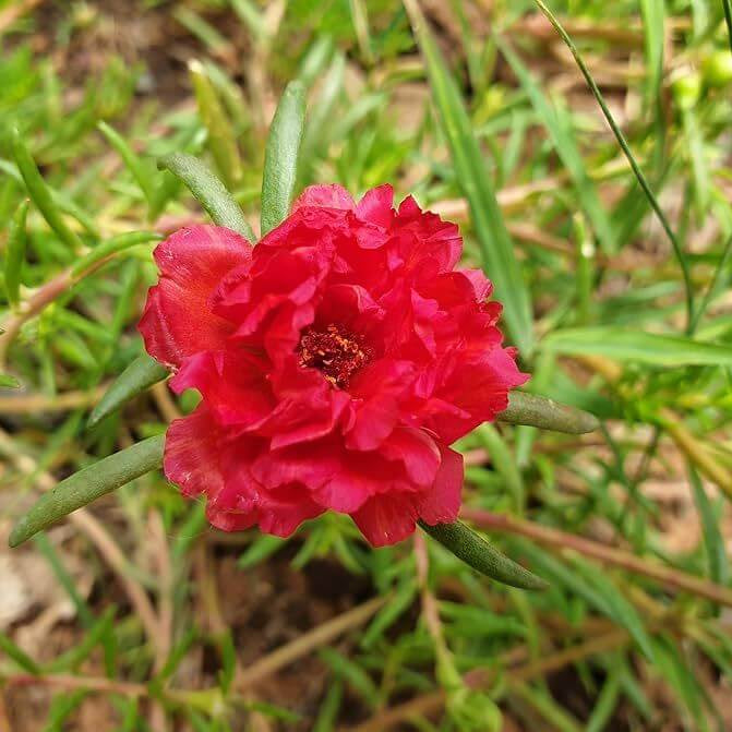 Portulaca Red Seeds