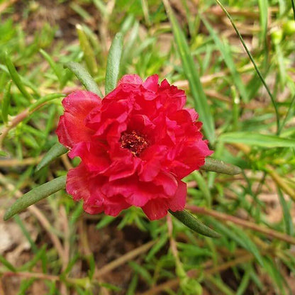 Portulaca Red Seeds