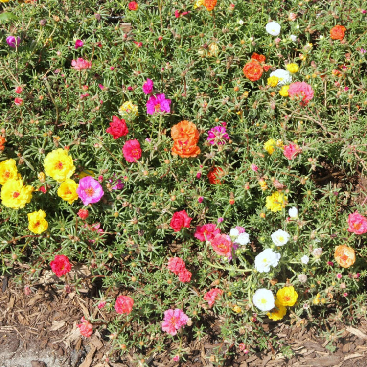 Portulaca Seeds
