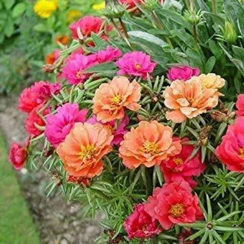 Portulaca Seeds - Flower Plant for Home Gardens
