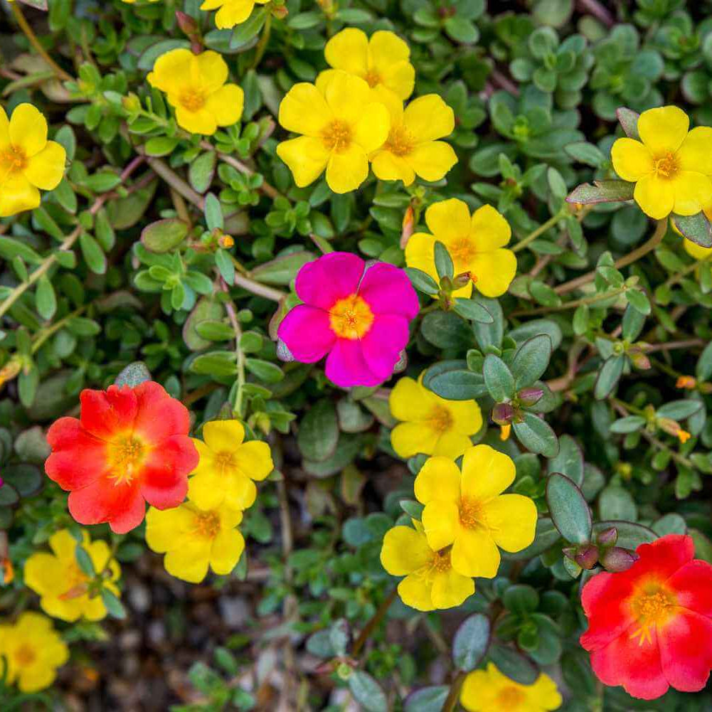 Portulaca Seeds