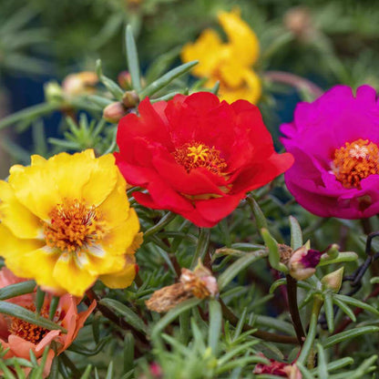 Portulaca Seeds