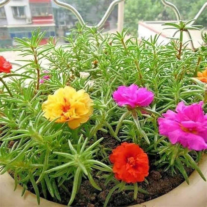 Portulaca Seeds - Flower Plant for Home Gardens