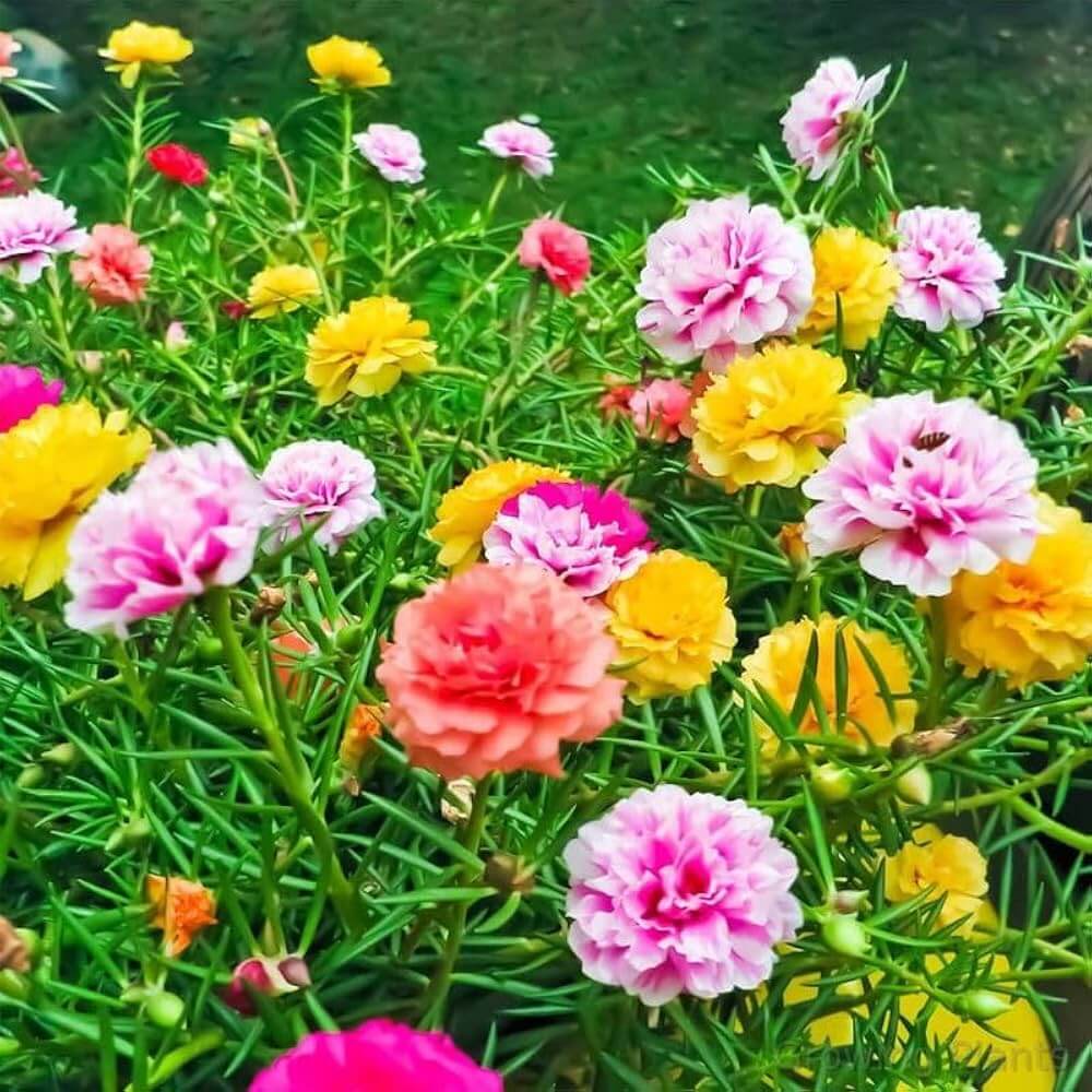 Portulaca Seeds