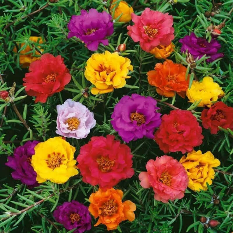Portulaca Seeds - Flower Plant for Home Gardens