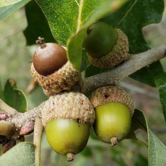 Post Oak Seeds