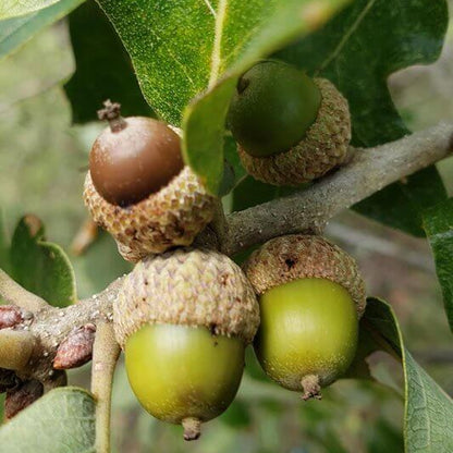 Post Oak Seeds