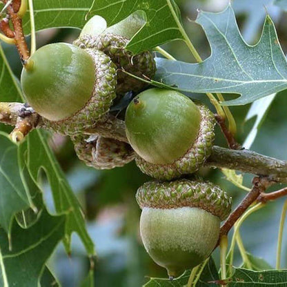 Post Oak Seeds