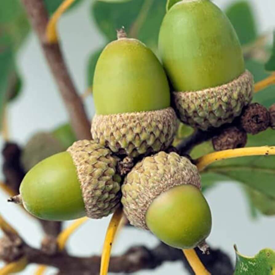 Post Oak Seeds