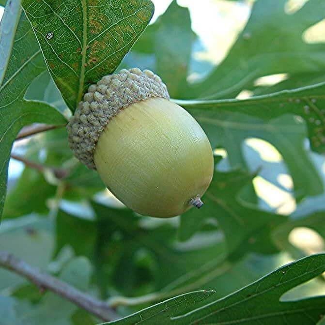 Post Oak Seeds