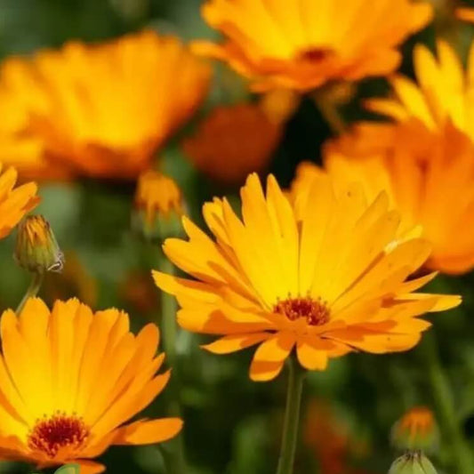 Pot Marigold Seeds - Flower Plant