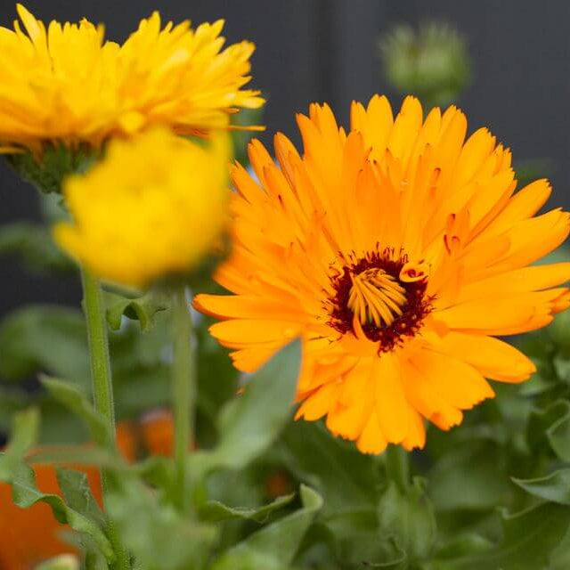 Pot Marigold Seeds - Flower Plant