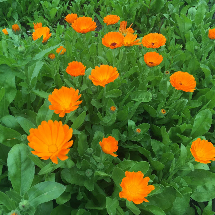 Pot Marigold Seeds - Flower Plant