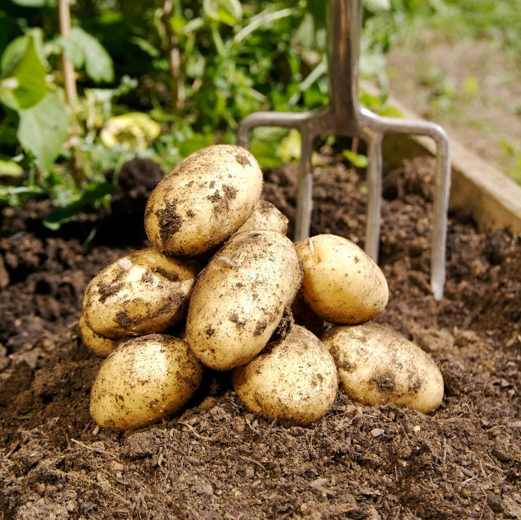 Potato Seeds - Vegetable Plant