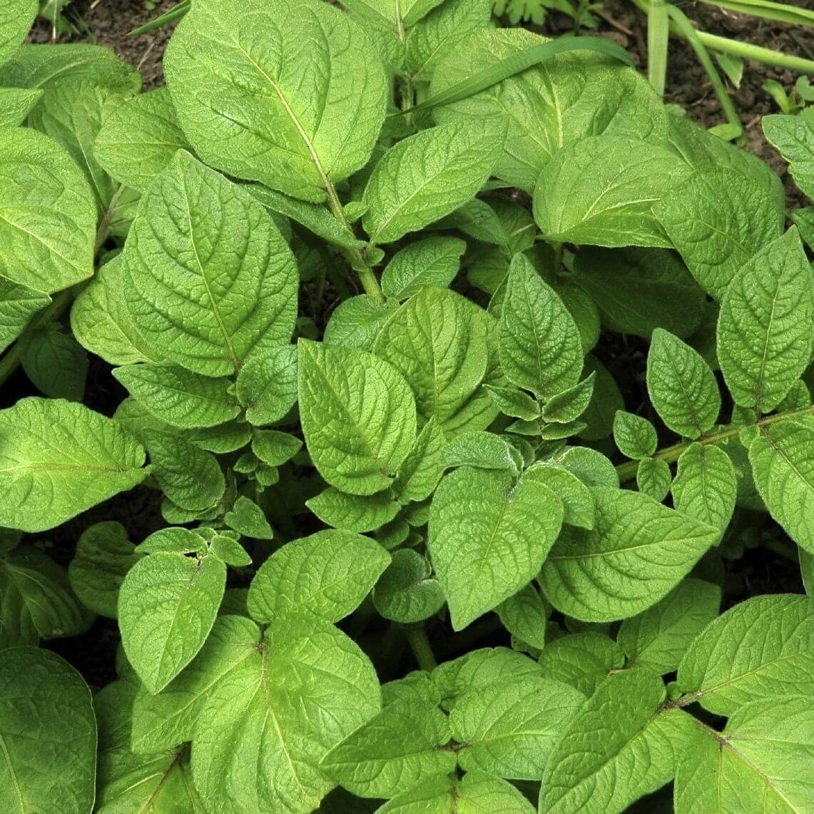 Potato Seeds