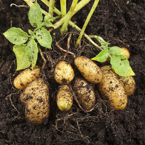 Potato Seeds