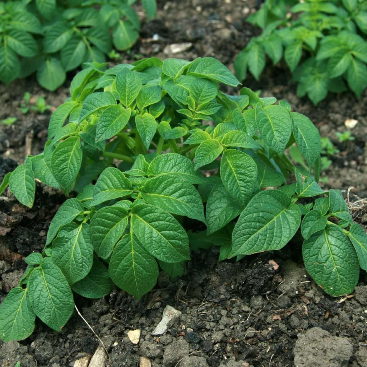 Potato Seeds