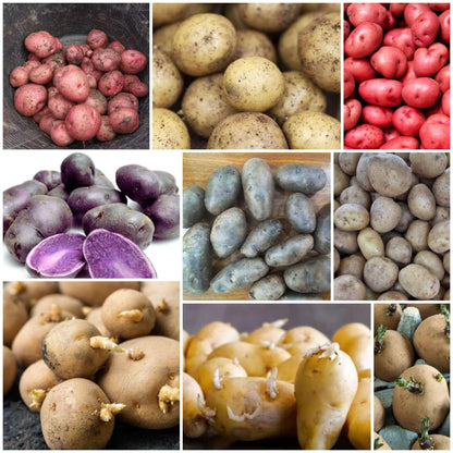 Potato Seeds