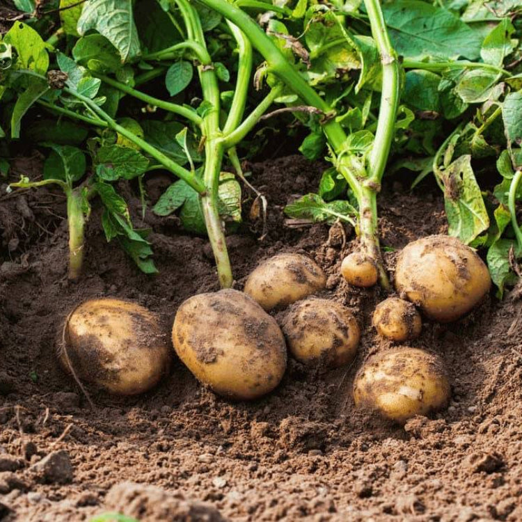 Potato Seeds - Vegetable Plant
