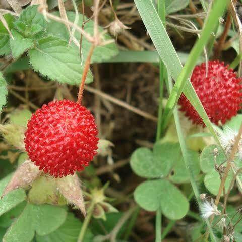 Potentilla Indica Seeds 