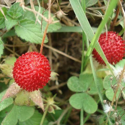 Potentilla Indica Seeds 
