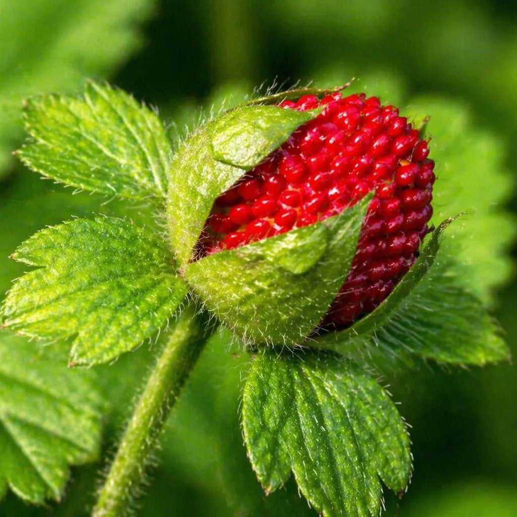 Potentilla Indica Seeds 