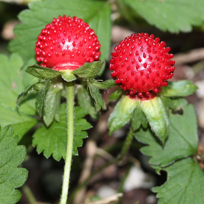 Potentilla Indica Seeds 