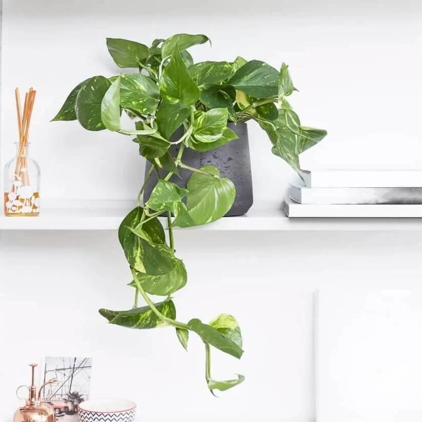 Pothos Seeds