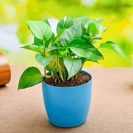 Pothos Seeds