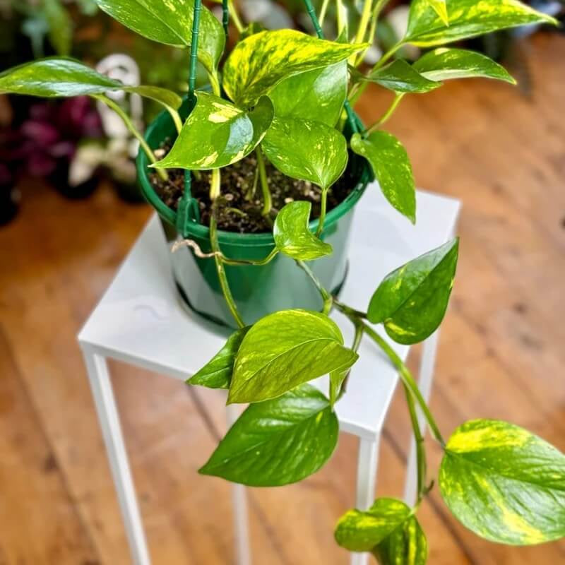 Pothos Seeds - Flower Plant for Home Gardens
