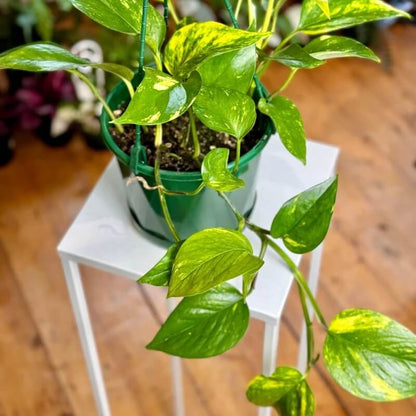 Pothos Seeds - Flower Plant for Home Gardens