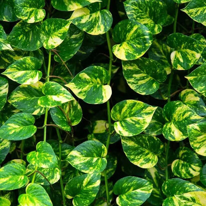 Pothos Seeds